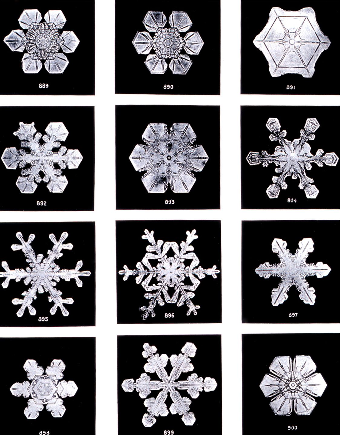 Bentley, Wilson A. Studies among the snow crystals during the winter of 1901-2